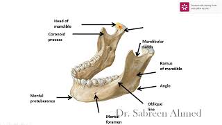 4 Anatomy of the mandible and hyoid bone [upl. by Nwonknu683]