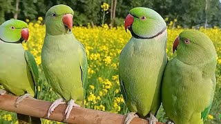 Ringneck Talking Parrot Natural SoundsVoice [upl. by Novikoff]