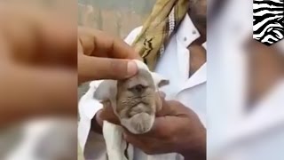 Cyclops goat video of villagers inspecting mutated oneeyed baby goat goes viral  TomoNews [upl. by Kinson]