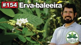 Autor da Própria Saúde  Ervabaleeira antiinflamatório antibiótico cicatrizante gastrites [upl. by Oidivo]