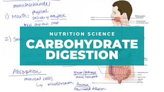 The Basics of Carbohydrate Digestion [upl. by Noryd]