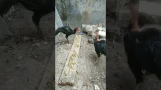 Kasih makan ayam kampung waktu sebelum asar [upl. by Enilada249]