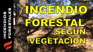 Clasificación de los incendios forestales según la vegetación [upl. by Oshinski]