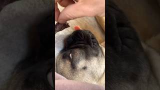 How Dogs Use Their Incredible Sense of Smell [upl. by Zadack]