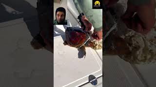 So poor turtles this man is hero for helping survive 😢 turtle sealife viralvideo shorts fyp [upl. by Nelleeus]