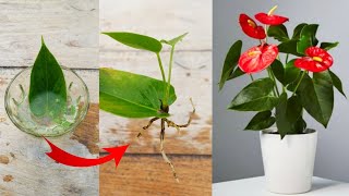 Just Single leaf to grow Anthurium plant  How to grow Anthurium plant [upl. by Htebyram]