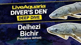 LiveAquaria® Diver’s Den® Deep Dive Delhezi Bichir Polypterus delhezi [upl. by Peppel]