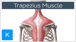 Trapezius Muscle  Origin Insertion Actions  Human Anatomy  Kenhub [upl. by Cosenza]