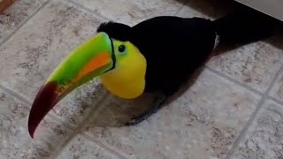 Toucan does not respect privacy [upl. by Acsirp]