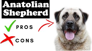 Anatolian Shepherd Dog Pros And Cons  Anatolian Shepherd Dog The Good AND The Bad [upl. by Barnard]