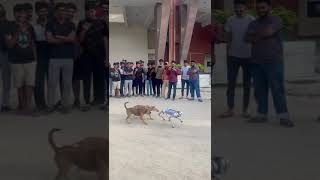 IITK techkriti robot vs dogs 🐕 [upl. by Clarance]