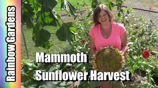 Huge Russian Mammoth Sunflowers Seed Heads amp How to  When to Harvest [upl. by Chastain]