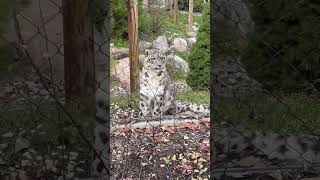 Beautiful Snow Leopard at the Cleveland Zoo [upl. by Pascoe]