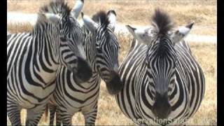 Ngorongoro Crater  Big Cats on Safari in Tanzania [upl. by Ainaj]