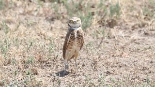 The burrowing owl and western wildlife [upl. by Dorothee950]