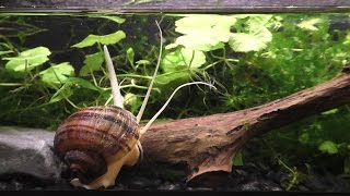 The Strange And Beautiful Mystery Snail [upl. by Wetzell]