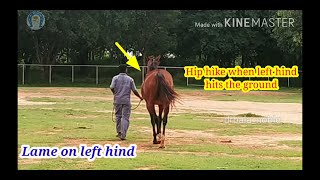 Vet Basics ll Hindlimb Lameness Identification [upl. by Brok784]