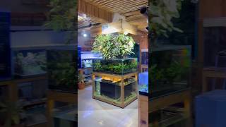 Pune Aquarium Gallery 300 Exotic Fish amp Amazing Offers Await  Top Aquarium Gallery in Pune fish [upl. by Hutchison]