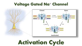 Activation Cycle of Voltage Gated Sodium Channels Closed Open and Inactivated [upl. by Priebe]