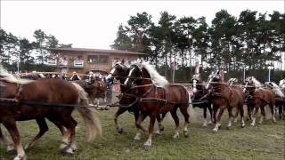 Titanen der Rennbahn 2011Super Quadrille mit 100 Kaltblut  Pferden 10x10 [upl. by Berkman459]