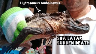 Si Pengkor Soa Layar sudden death  Hydrosaurus Amboinensis [upl. by Eitteb]