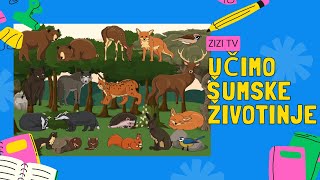 Učimo životinje  ŠUMA  ZIZI tv  edukativni crtići za djecu  Zvukovi životinja [upl. by Wier]