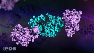 HIV Protease Action [upl. by Tezil825]