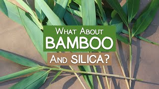 What About Bamboo Is It a Good Source of Silica [upl. by Akeenat]