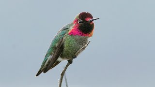 Winged Iridescence  Annas and Allens hummingbirds [upl. by Daney33]