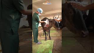 Brave Police Officer Assists in Rescuing a Burned Cow  Gokul Dham Mahatirth  Cow Hospital shorts [upl. by Berny]