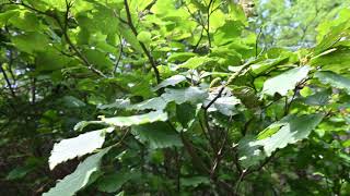 Alnus viridis Green Alder [upl. by Licna]