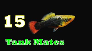 Top 15 Platy Fish Tank Mates  Platy Fish Tank Mates  Tank Mates for Platy Fish [upl. by Ok]