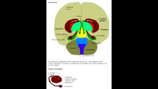 Kluver Bucy Syndrome bilateral amygdala lesion [upl. by Yemar]