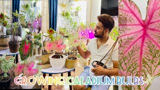 How to Grow Caladium TubersBulbs  Planting caladium Bulbs  Caladium Aroid Collection [upl. by Fitts443]