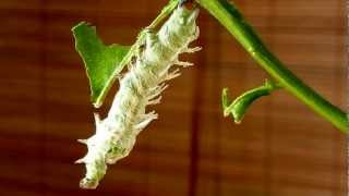 Atlas moth larva start of moult Pt 1MOV [upl. by Euton]