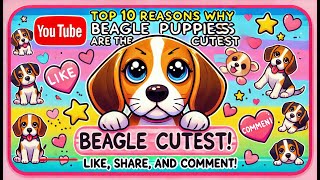 Why BEAGLE PUPPIES Are So CUTE [upl. by Pallaton275]