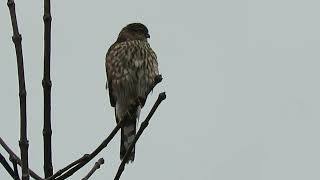 112923 Juv Male SharpShinned Hawk Tukwila Wa 6187158 [upl. by Anavlys548]