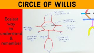 CIRCLE OF WILLIS  Anatomy  Easy to remember  Hindi [upl. by Florenza]