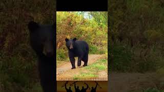 Bear Encounter During Archery Deer Season [upl. by Hinch485]