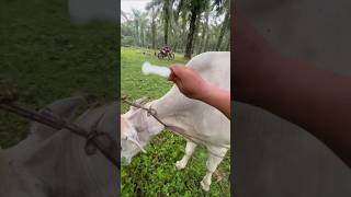 cow vitamin injection 😯 [upl. by Naujet963]