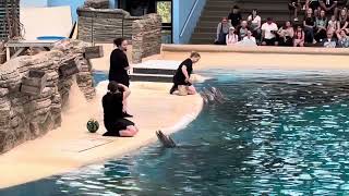 Brookfield Zoo’s dolphin presentation [upl. by Neeluqcaj]