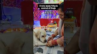 Rubi bani Maa ki Ladli 🥰❤️ ll labra rubi ll doglover youtubeshorts shorts labrador maa memes [upl. by Hajar]