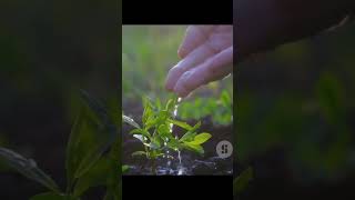 How to grow sal trees [upl. by Yelha]