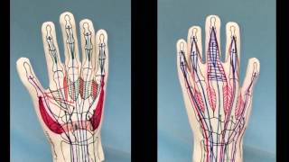 Anatomy Glove  before and after drawing on the muscles [upl. by Lyret443]