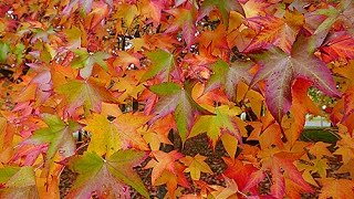 LIQUIDAMBAR OU COPALME DAMÉRIQUE UN ARBRE FÉERIQUE POUR LAUTOMNE [upl. by Hibbert965]