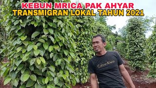 KEBUN MRICA PAK AHYAR TRANSMIGRASI TAHUN 2021 [upl. by Asha]