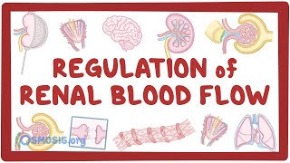 Regulation of Renal Blood Flow [upl. by Leiba423]