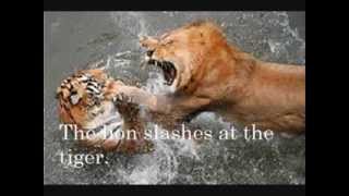 Siberian tiger vs African lionthe ultimate big cat fight [upl. by Satsok]