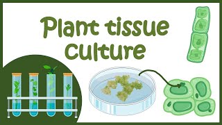 Plant tissue culture overview [upl. by Lyndy]