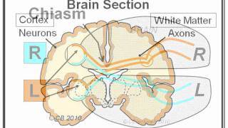 Migraine 3 Mechanism [upl. by Aicile]